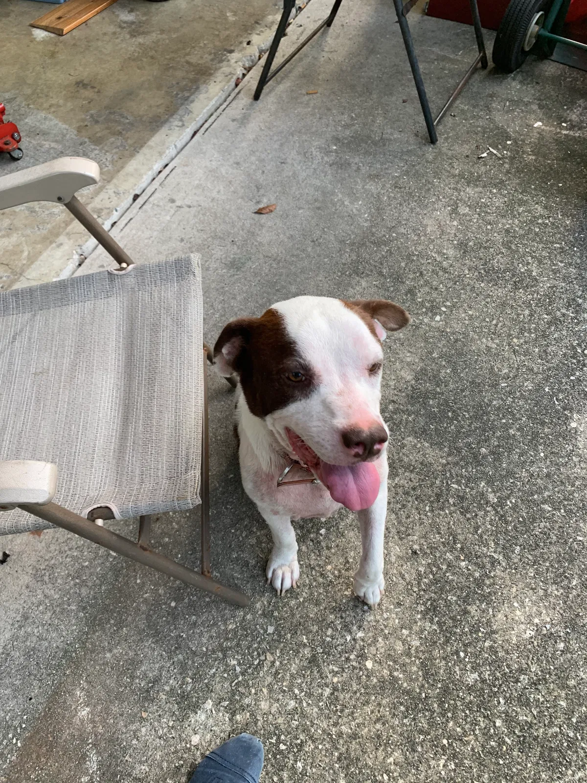 Found dog in Orange Park, FL, 32065