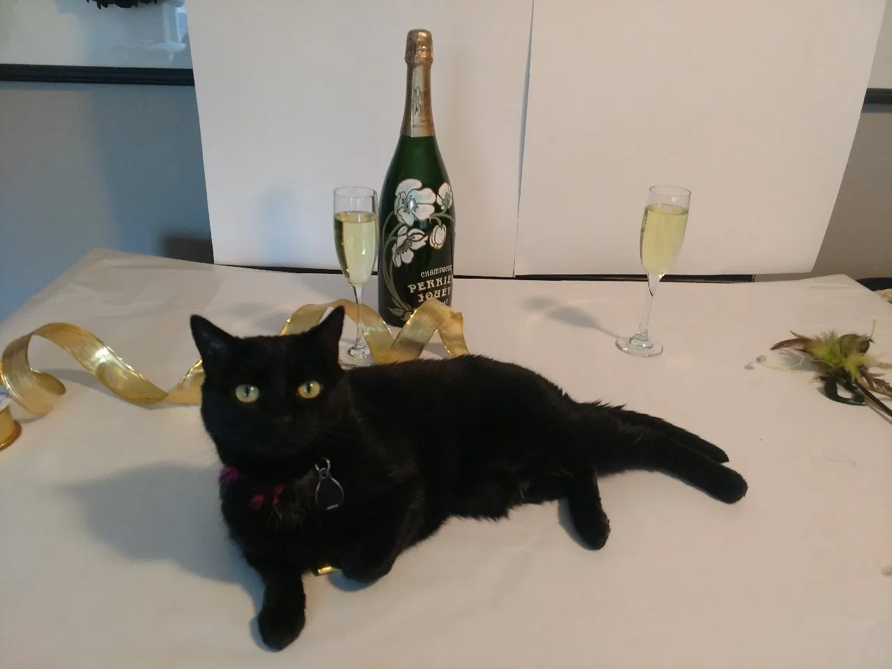 Lost cat in Marietta, GA, 30060