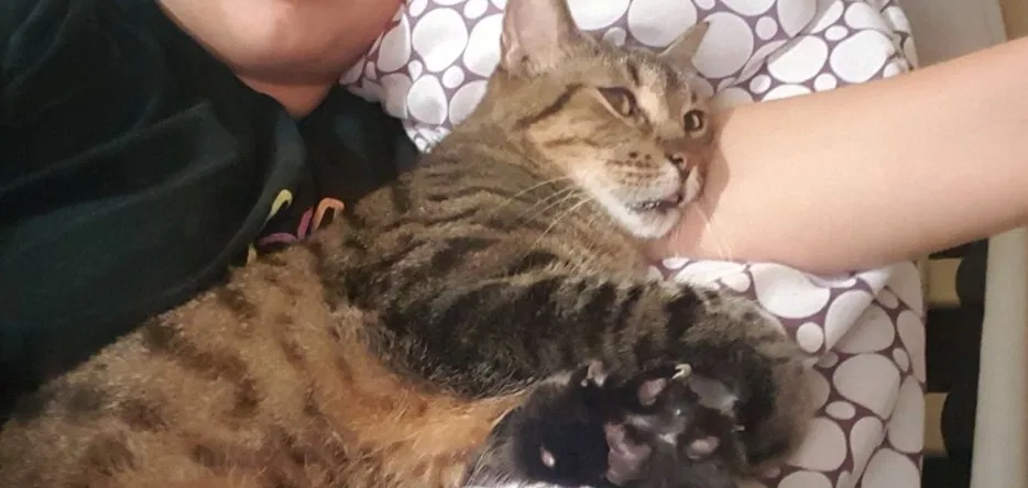 Lost cat in El Paso, TX, 79904