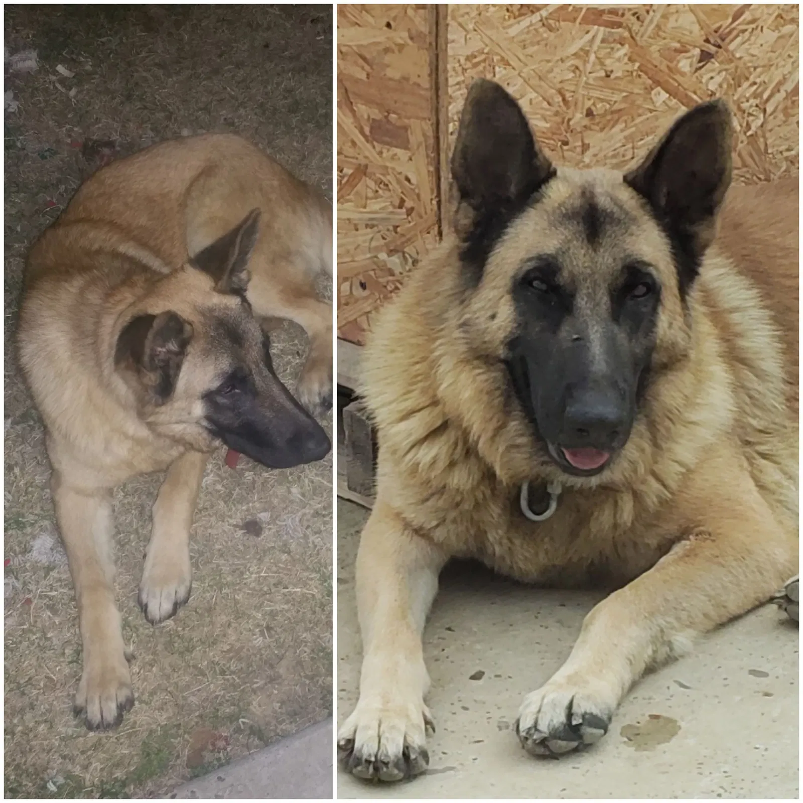 Lost dog in Laredo, TX, 78046