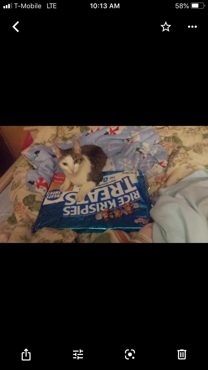 Lost cat in Las Vegas, NV, 89142