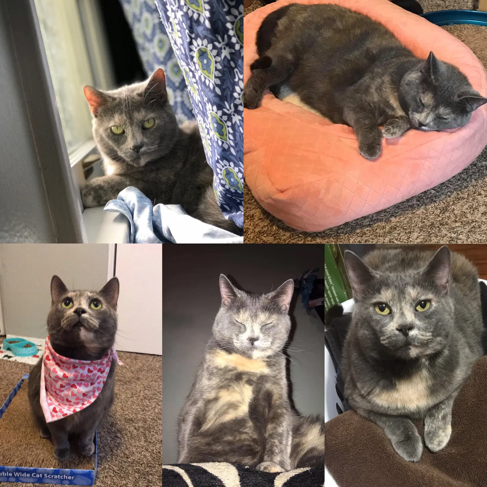 Lost cat in Kalamazoo, MI, 49009