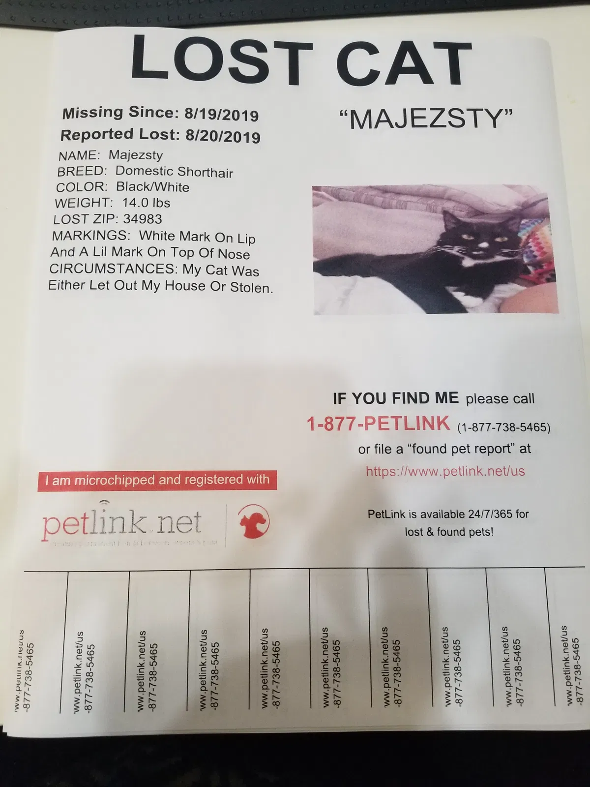 Lost cat in Port Saint Lucie, FL, 34983