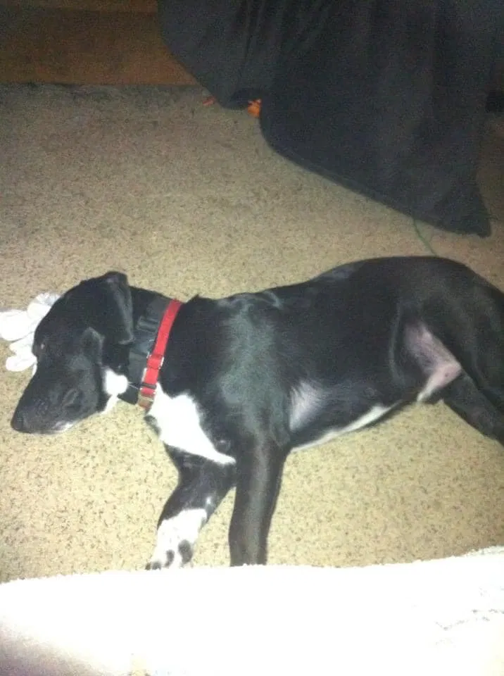 Lost dog in Lawrence, KS, 66044