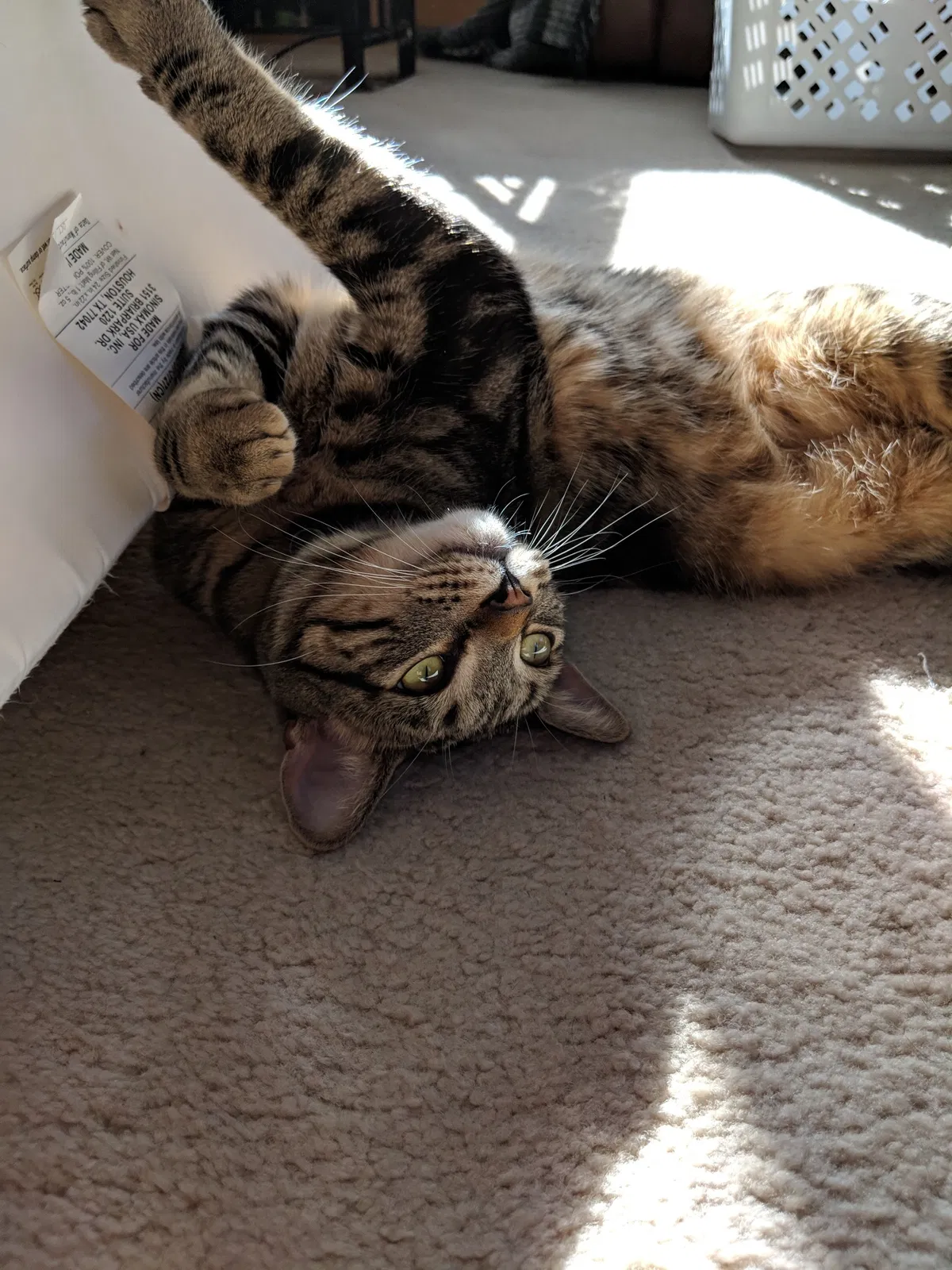Lost cat in Thiensville, WI, 53092