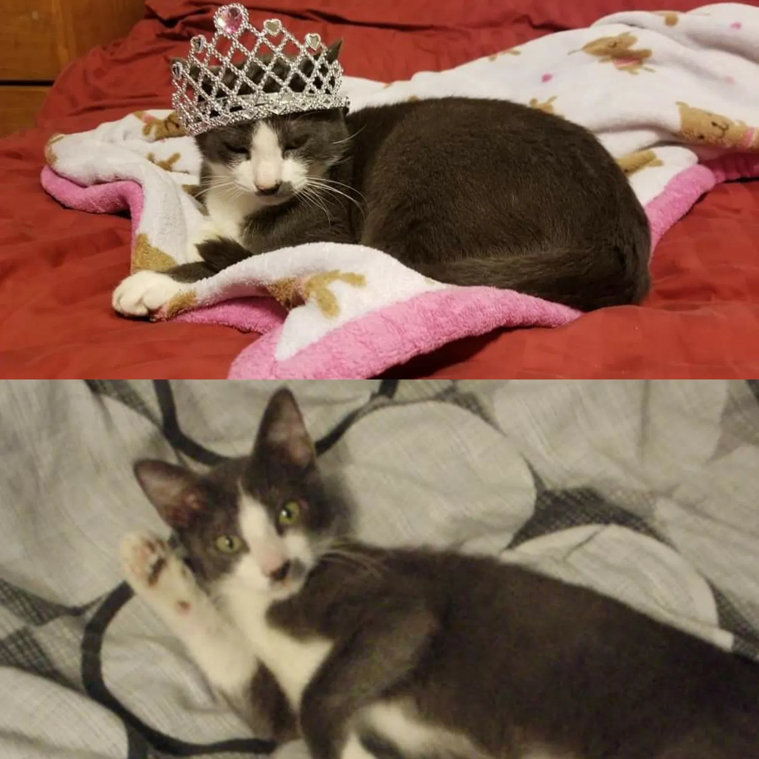 Lost cat in Austin, TX, 78729