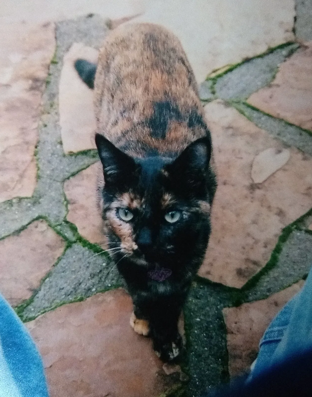 Lost cat in Jackson, CA, 95642