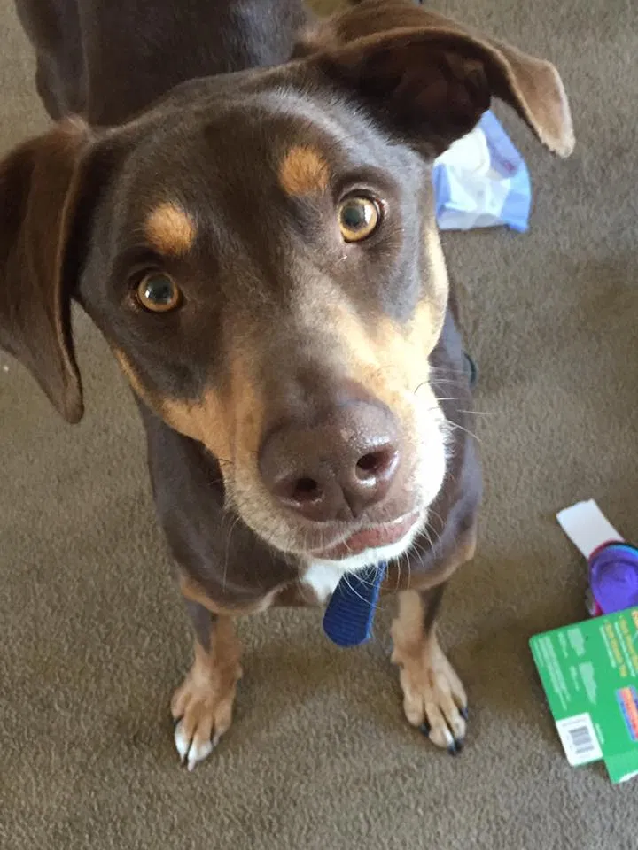Lost dog in Wichita, KS, 67219