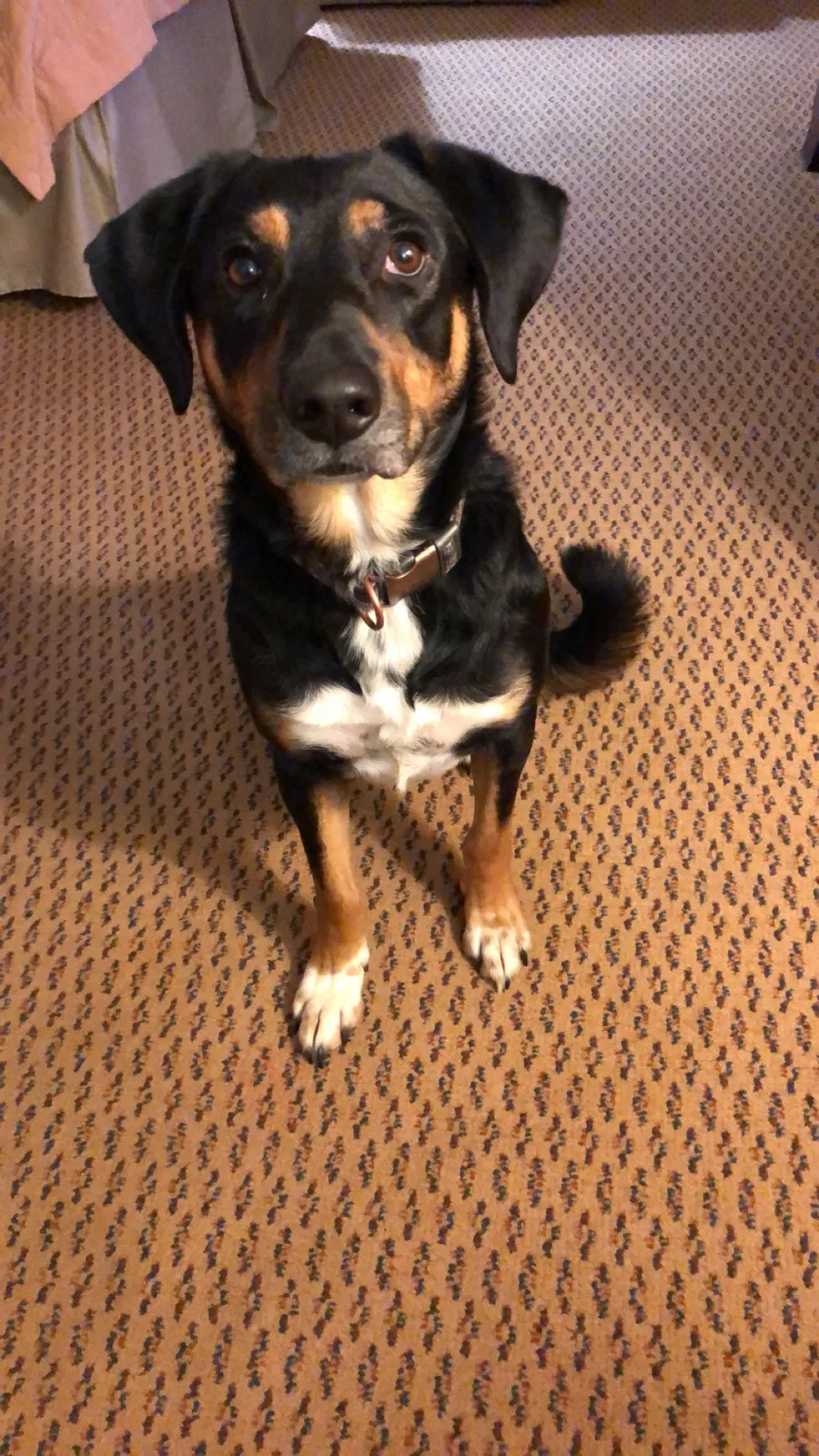 Lost dog in Almena, WI, 54805