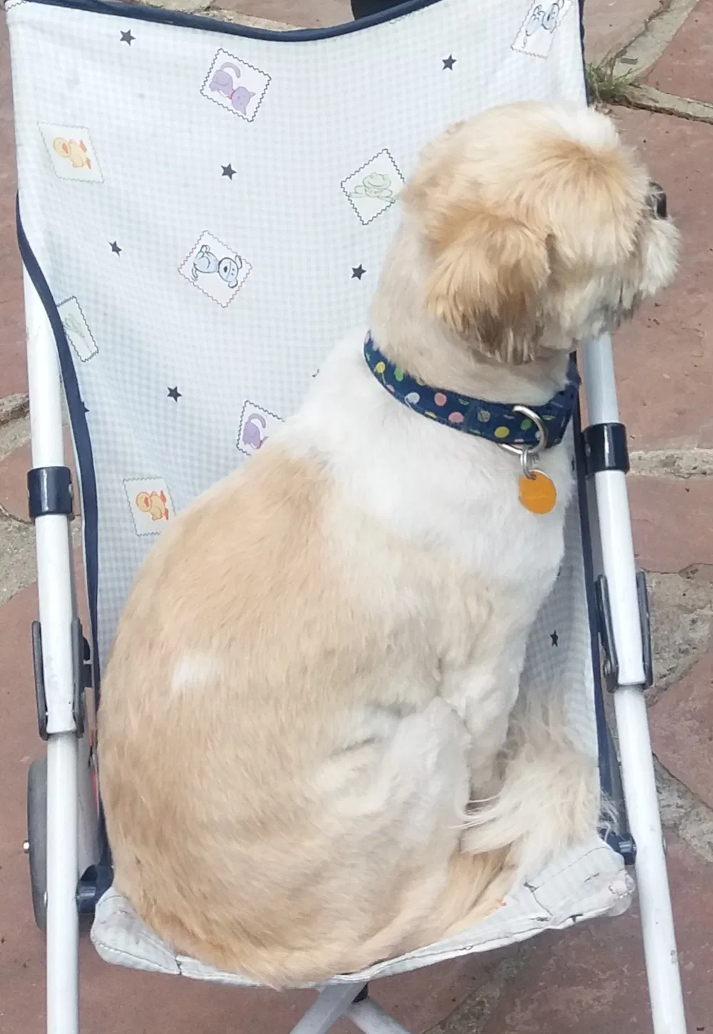 Lost dog in Denver, CO, 80212