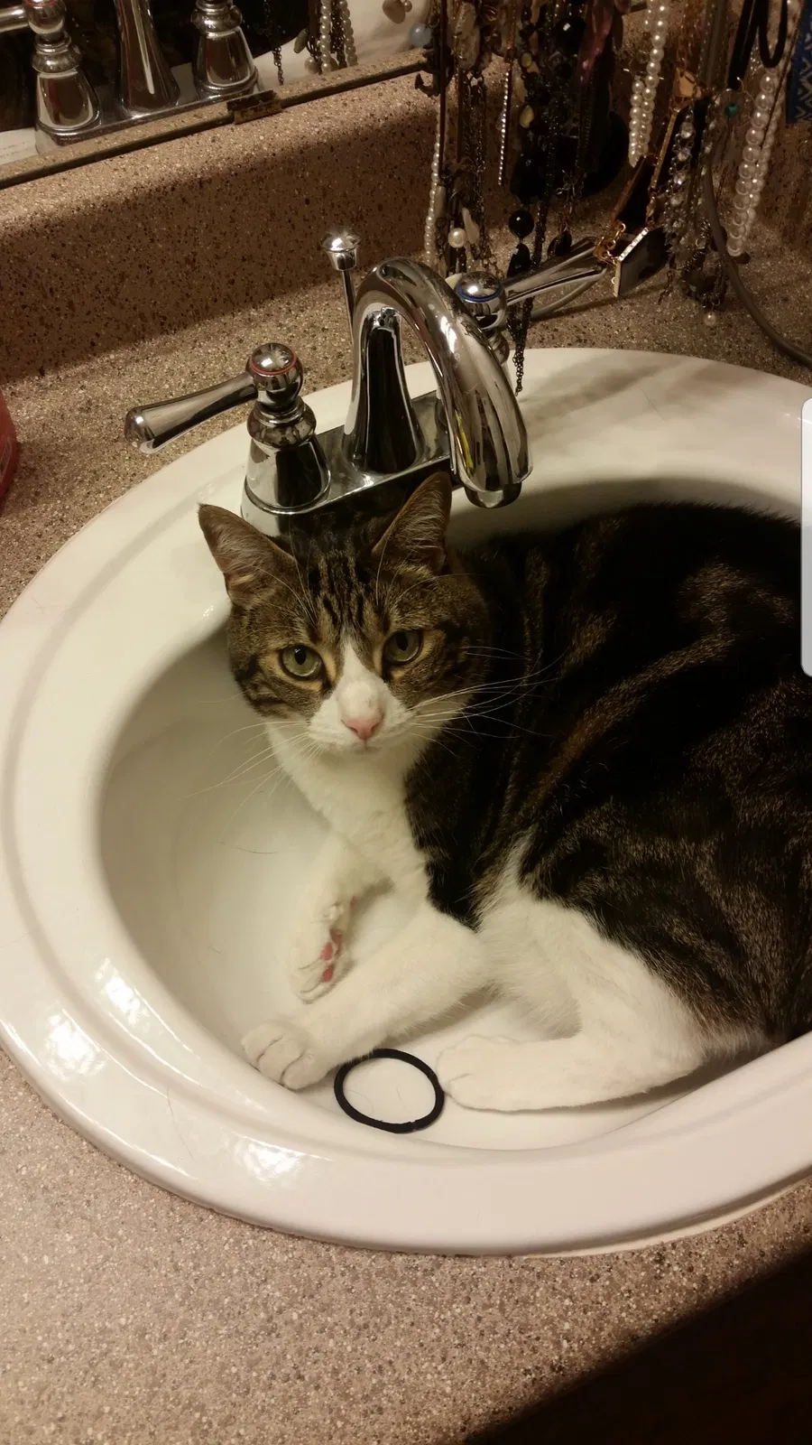 Lost cat in Plano, TX, 75074