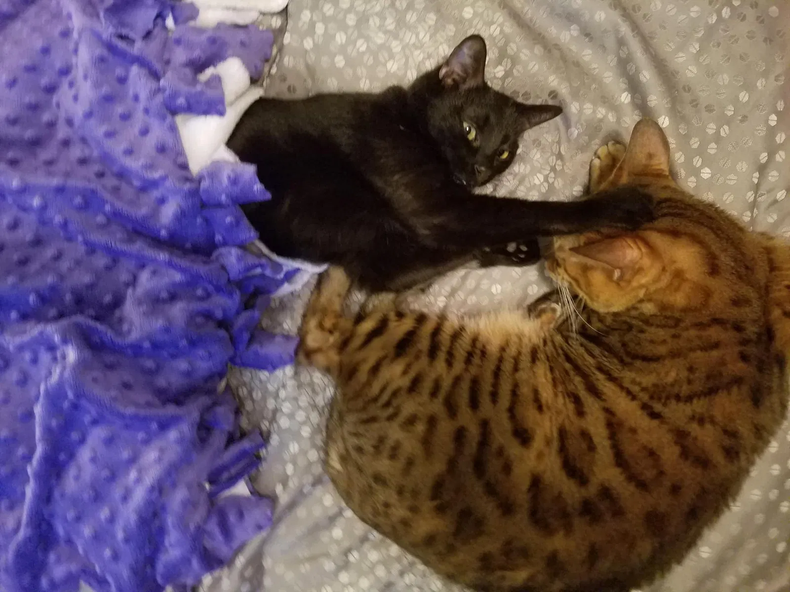 Lost cat in Port Orchard, WA, 98367
