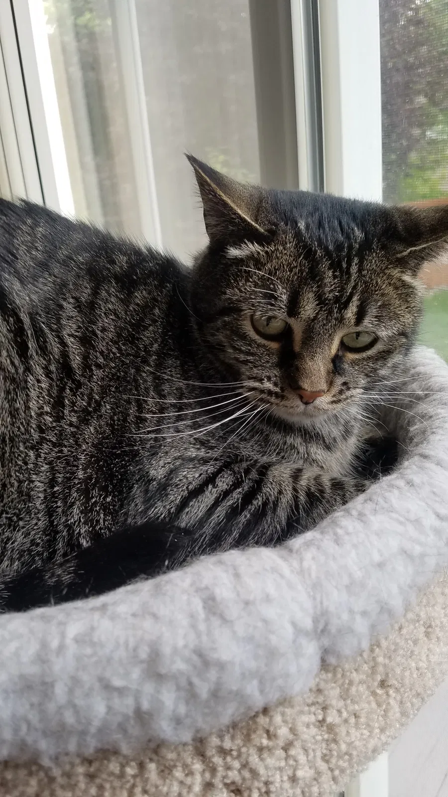 Lost cat in Parker, CO, 80134