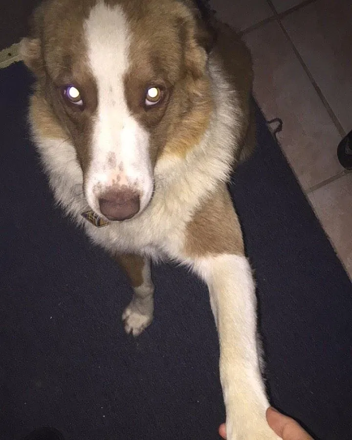 Lost dog in Ewing, KY, 41039