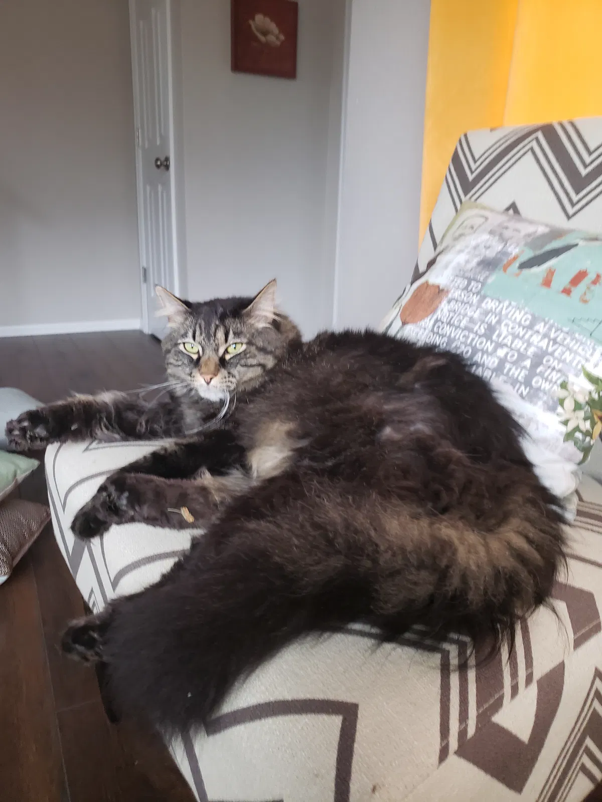 Lost cat in Aurora, CO, 80015