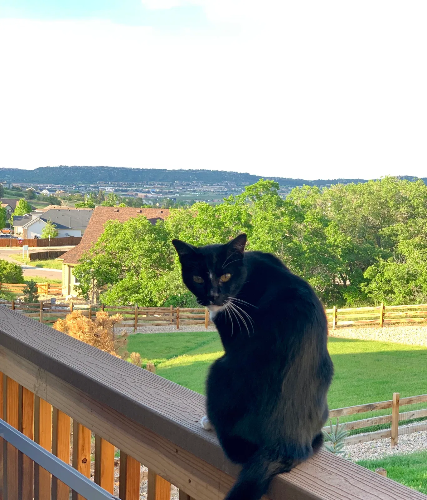 Lost cat in Castle Rock, CO, 80109