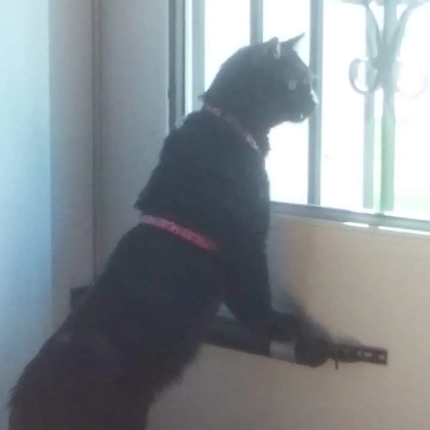 Lost cat in Urbandale, IA, 50322