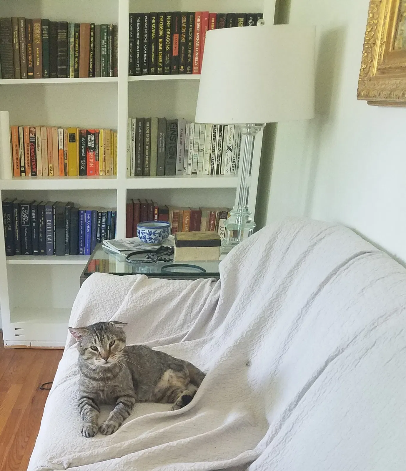 Lost cat in Mason, OH, 45040