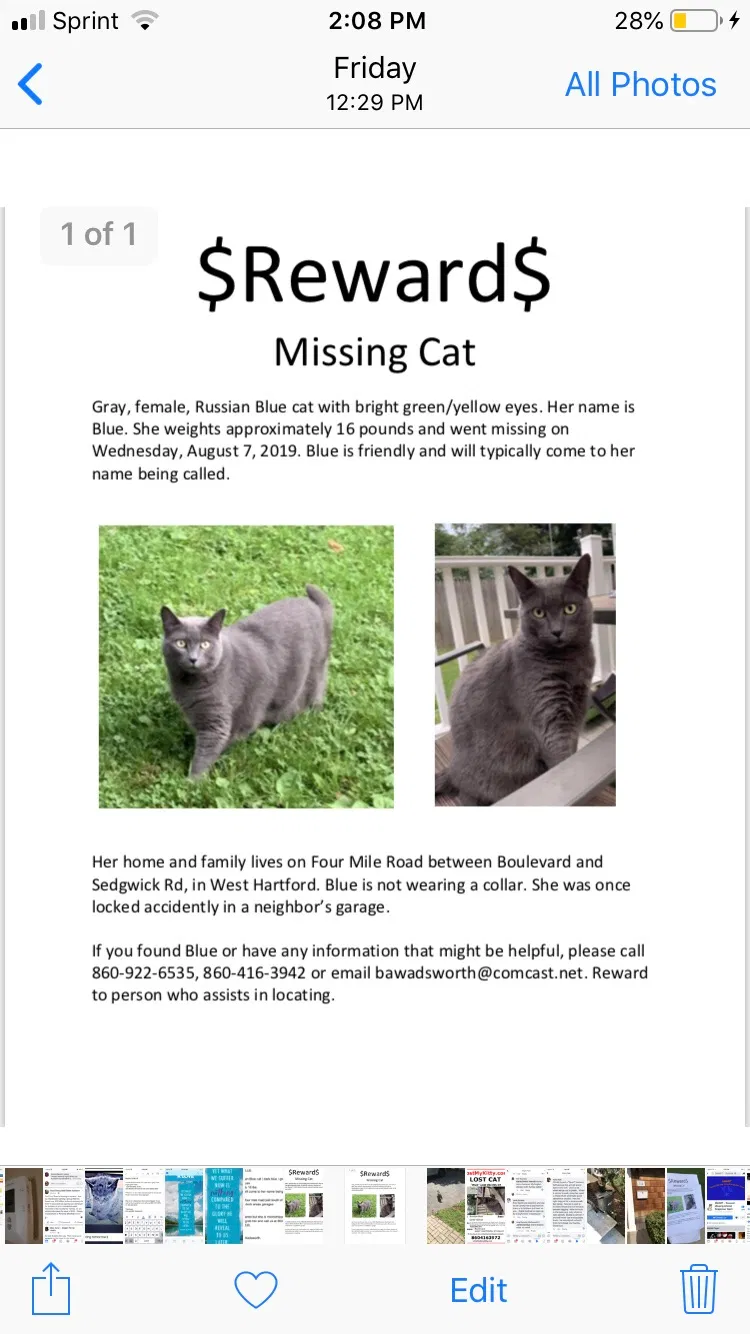 Lost cat in West Hartford, CT, 6107