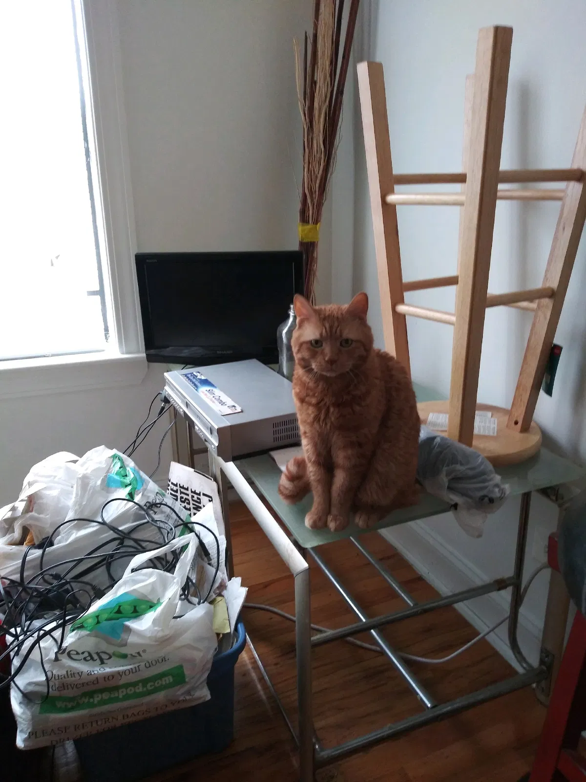 Lost cat in Chicago, IL, 60653