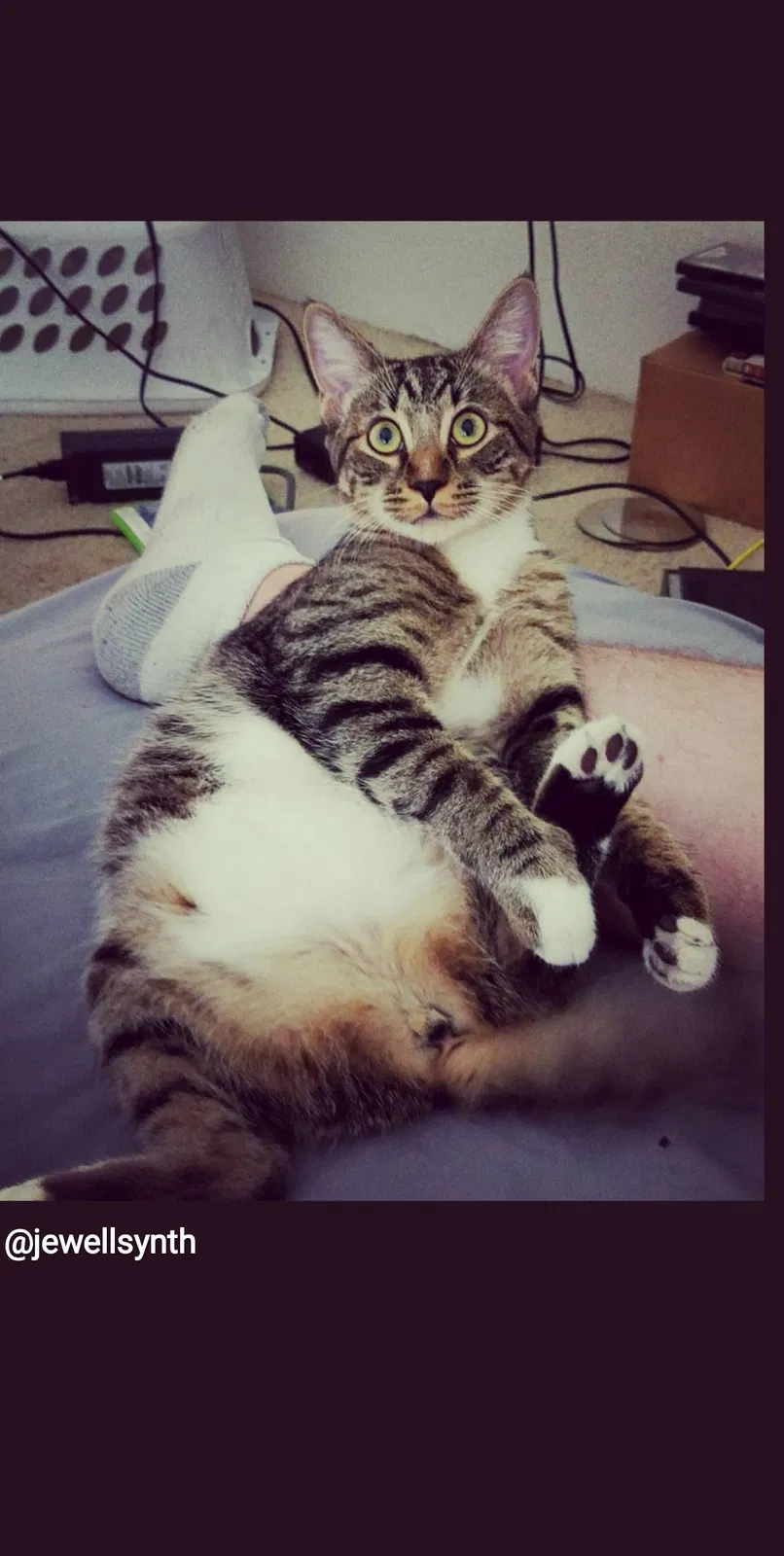 Lost cat in Phoenix, AZ, 85021