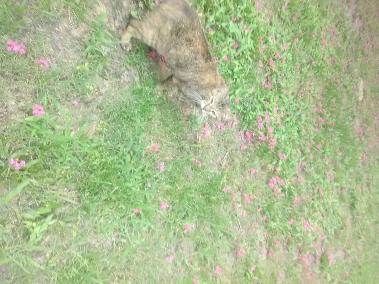 Lost cat in Sulphur Springs, TX, 75482