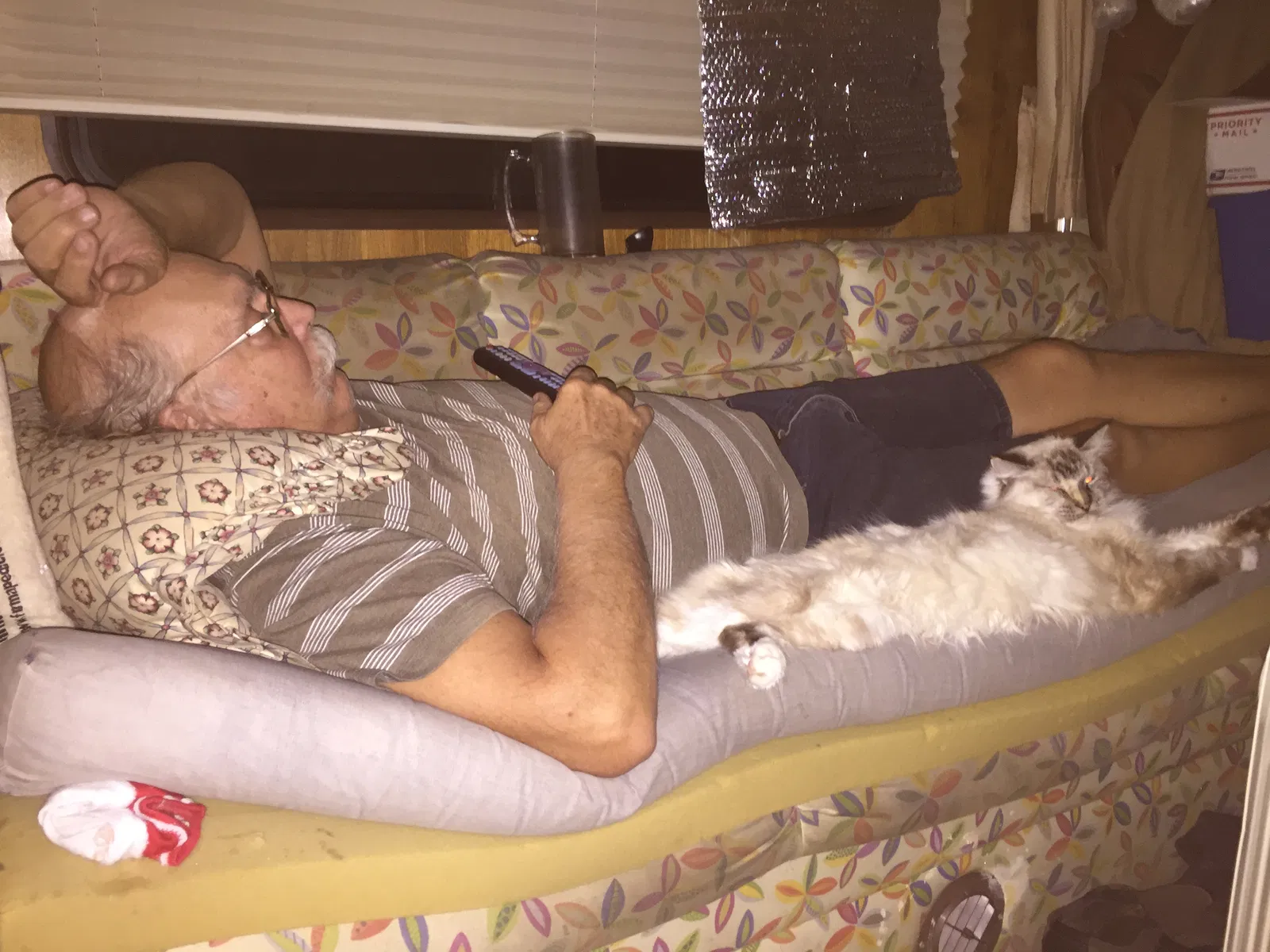 Lost cat in Marana, AZ, 85658