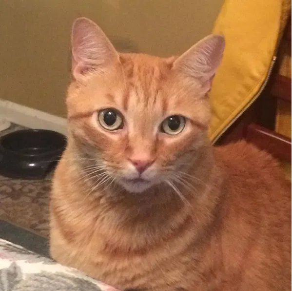 Lost cat in Jackson Springs, NC, 27281