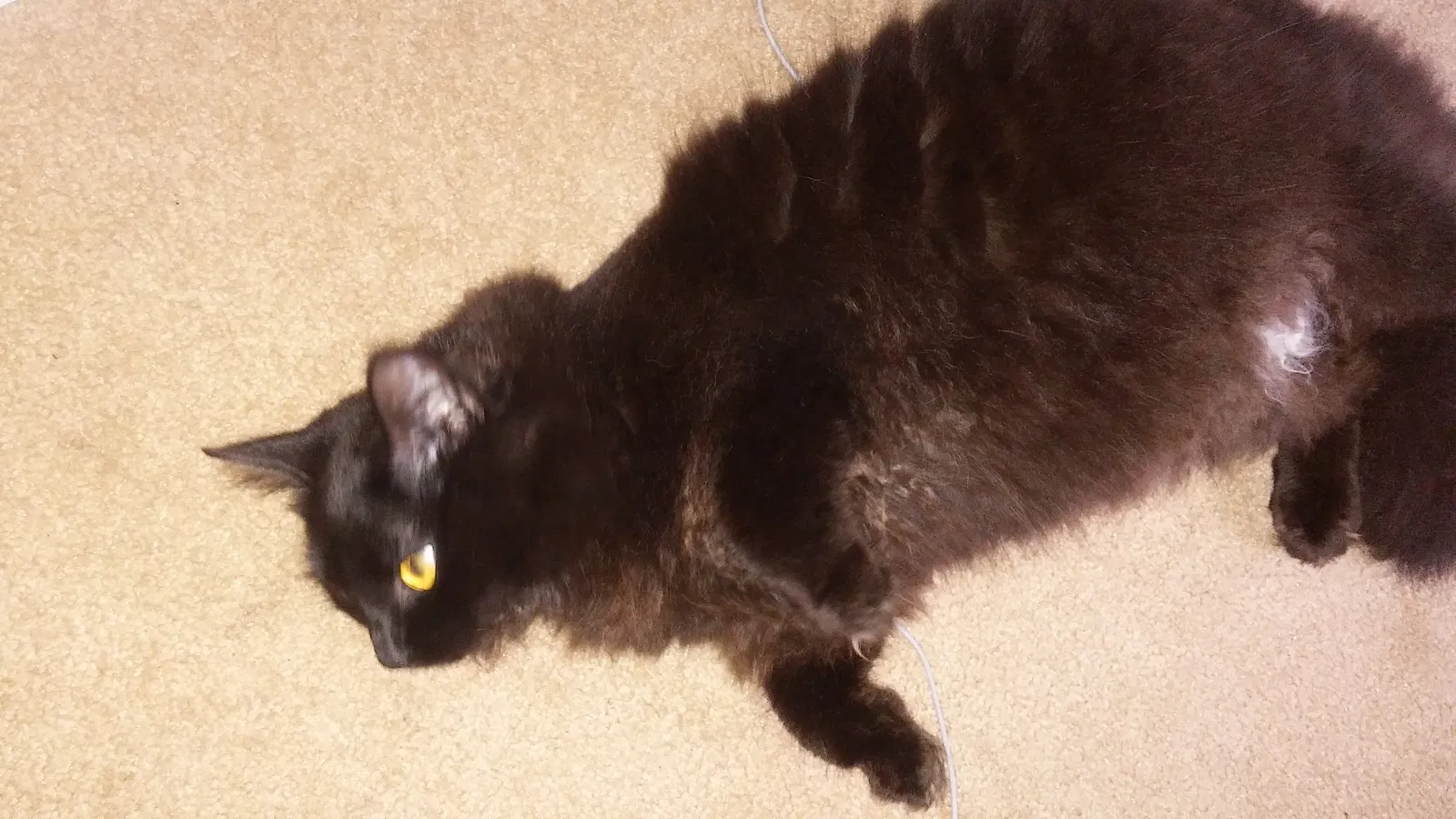 Lost cat in Niles, MI, 49120