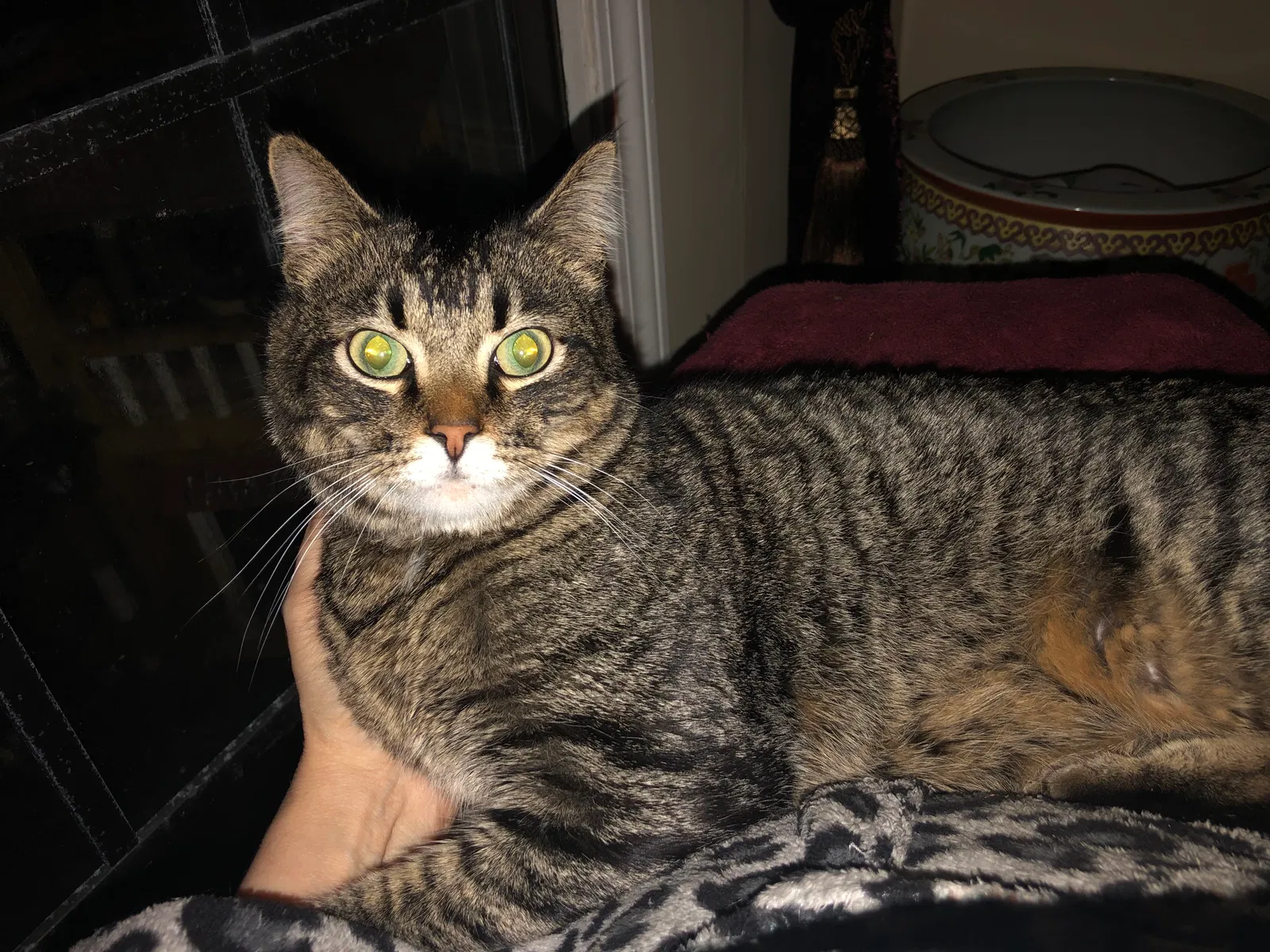 Lost cat in Springfield, MO, 65804