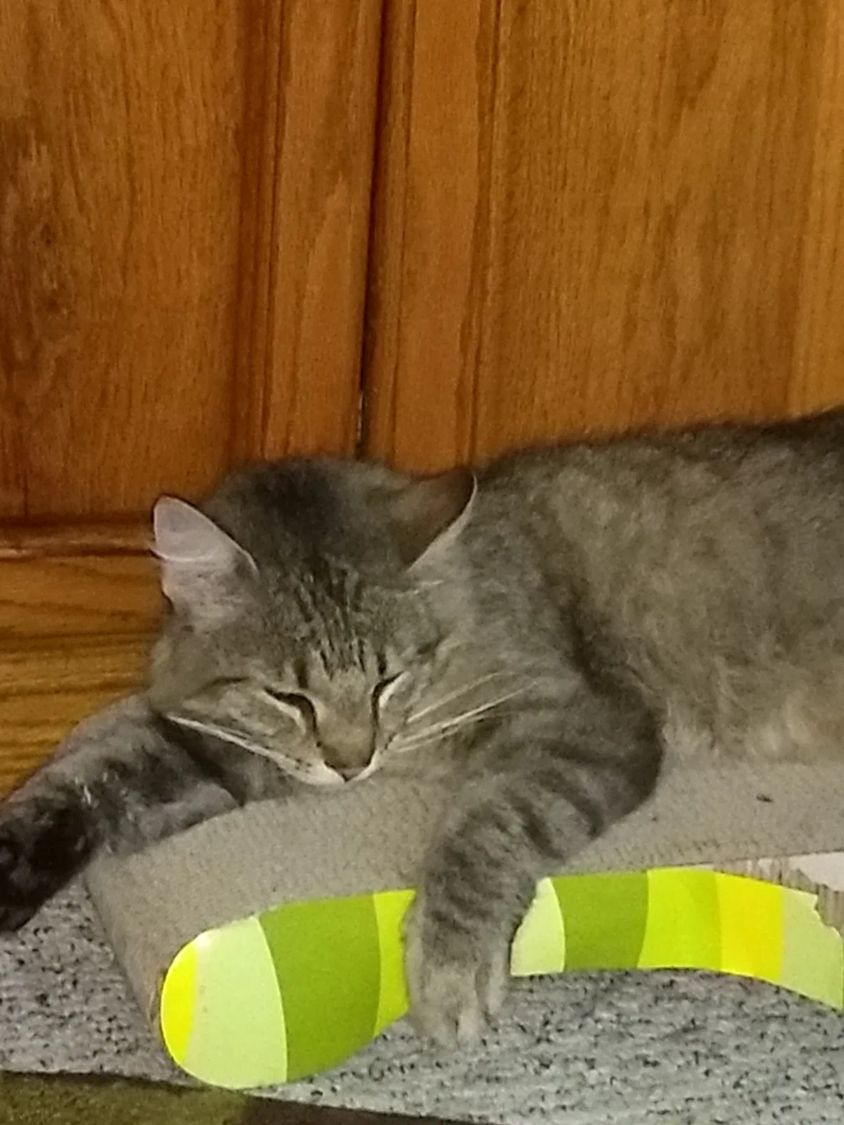 Lost cat in Cincinnati, OH, 45224