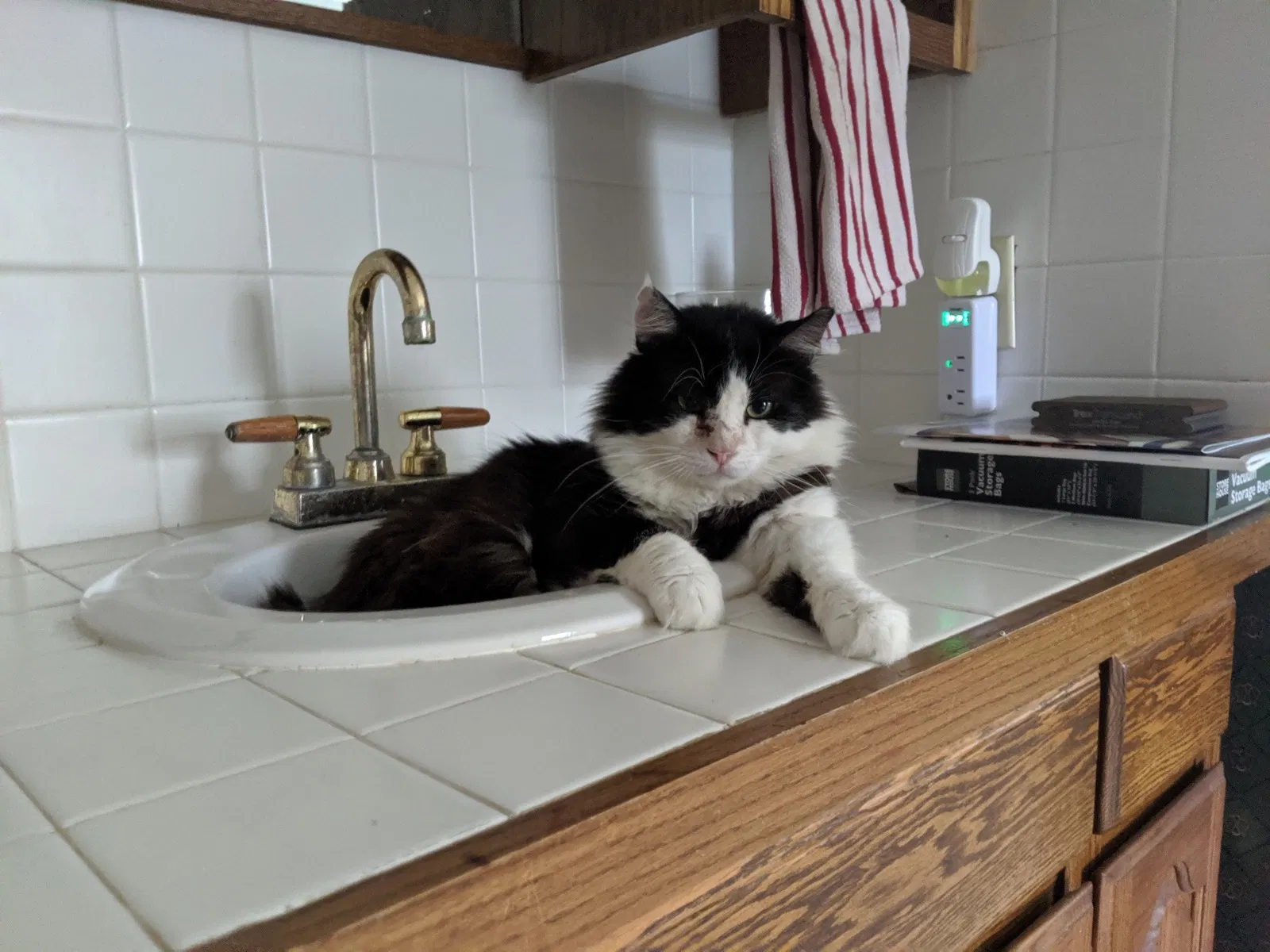 Lost cat in Richmond, KY, 40475