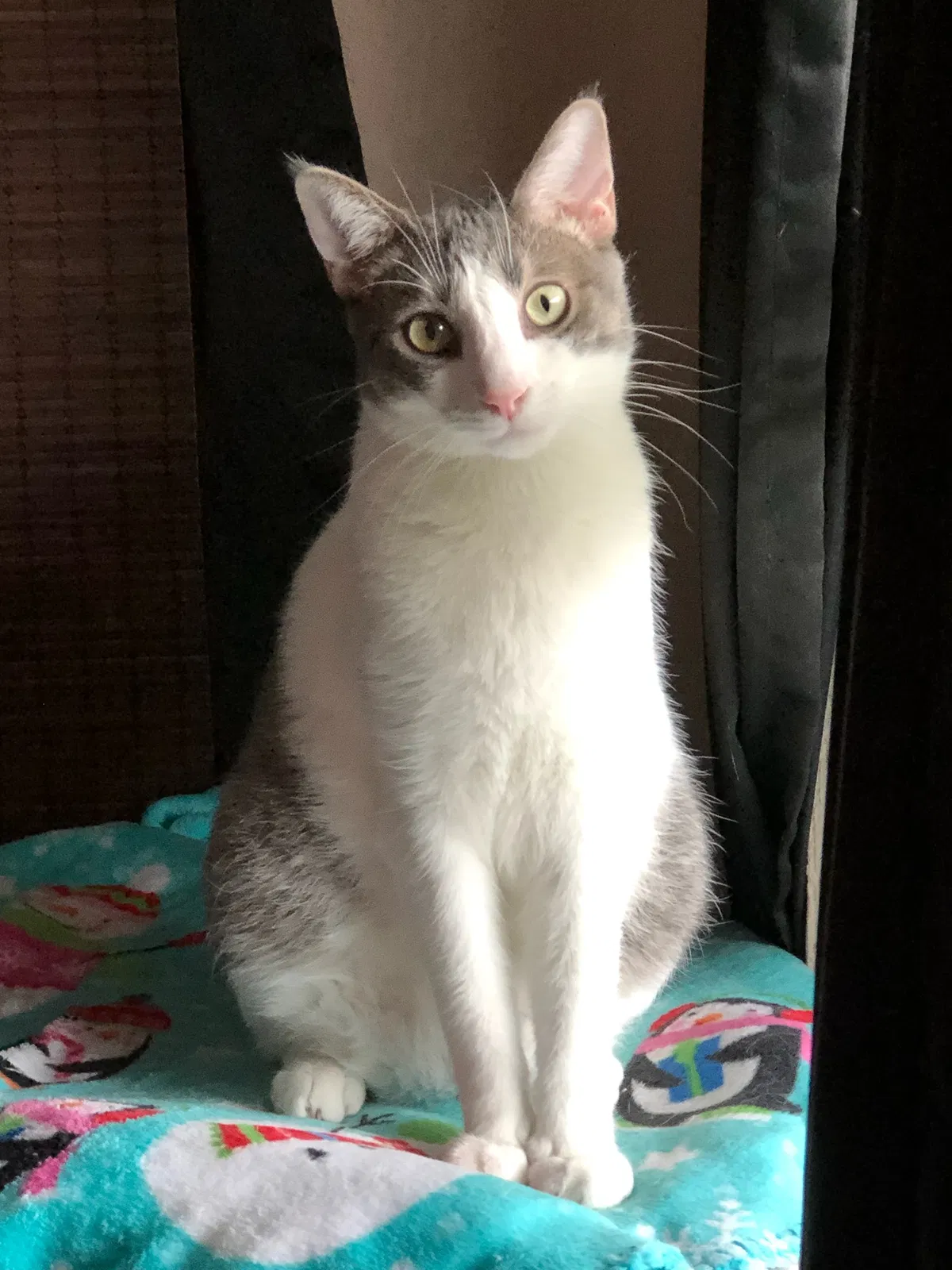 Lost cat in Titusville, FL, 32796