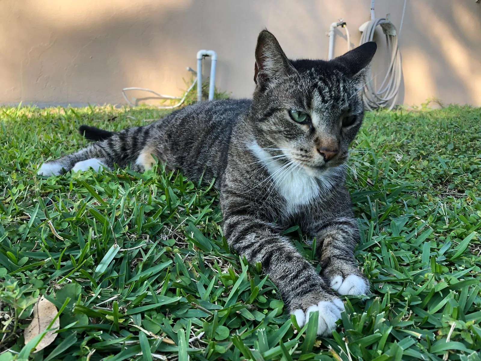 Lost cat in Homestead, FL, 33030