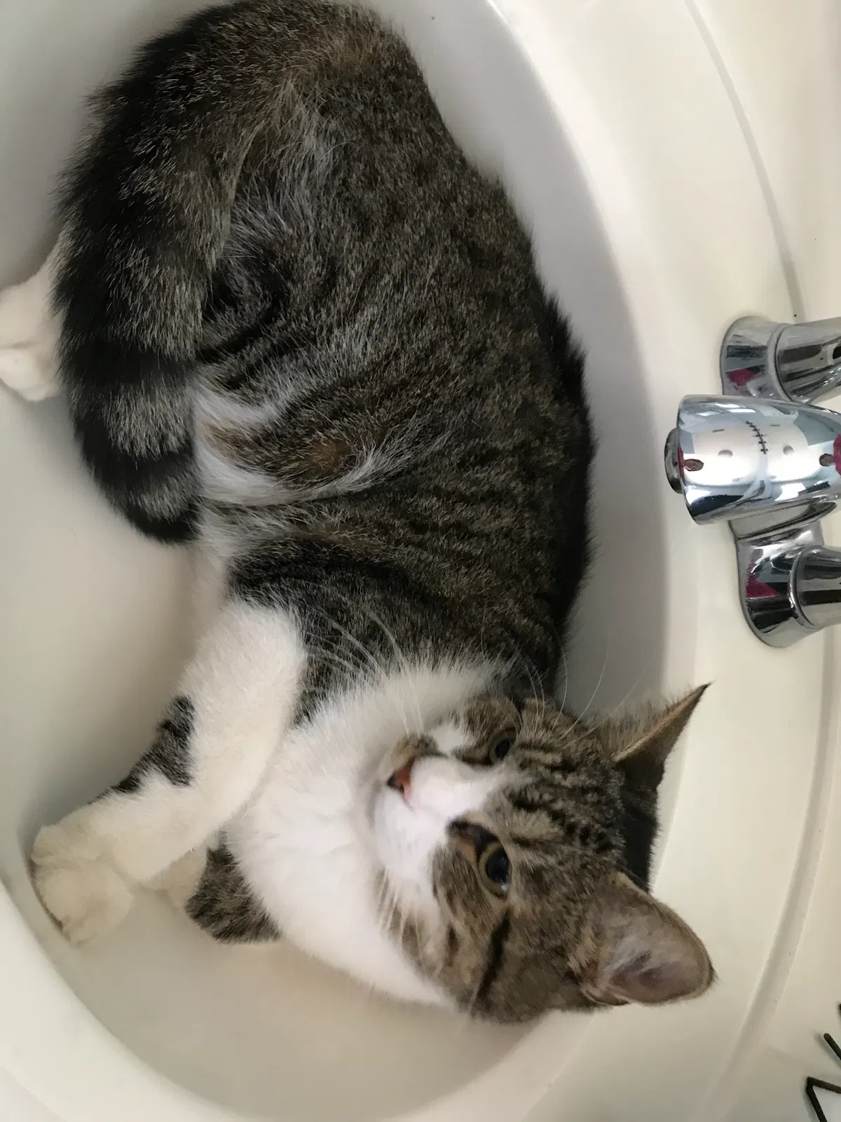 Lost cat in Salida, CA, 95368