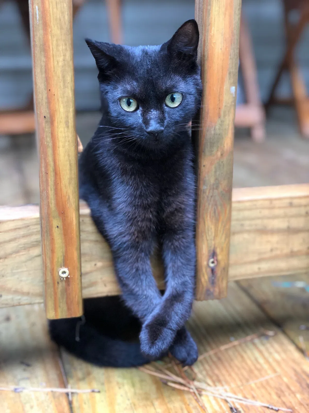 Lost cat in Wiggins, MS, 39577