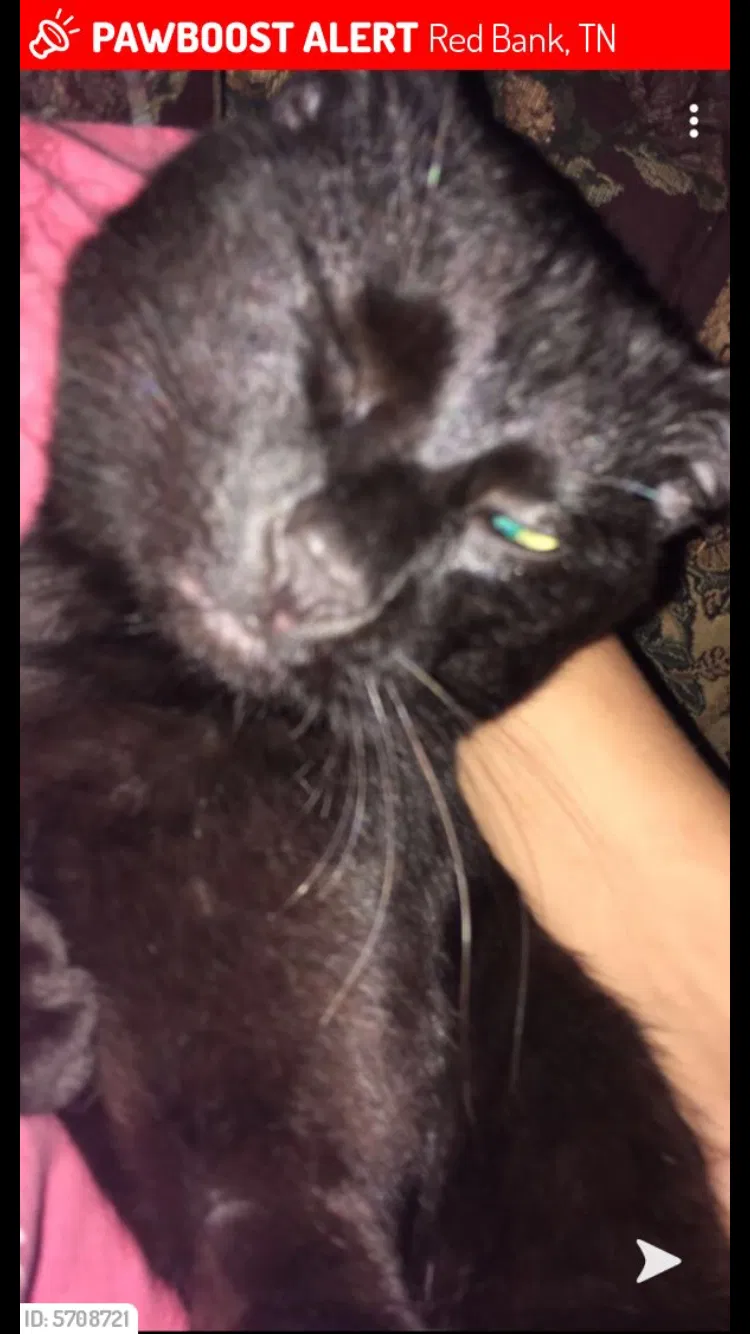 Lost cat in Chattanooga, TN, 37415