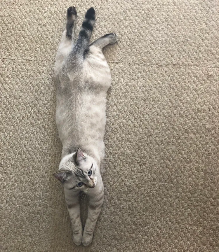 Lost cat in Portage, PA, 15946