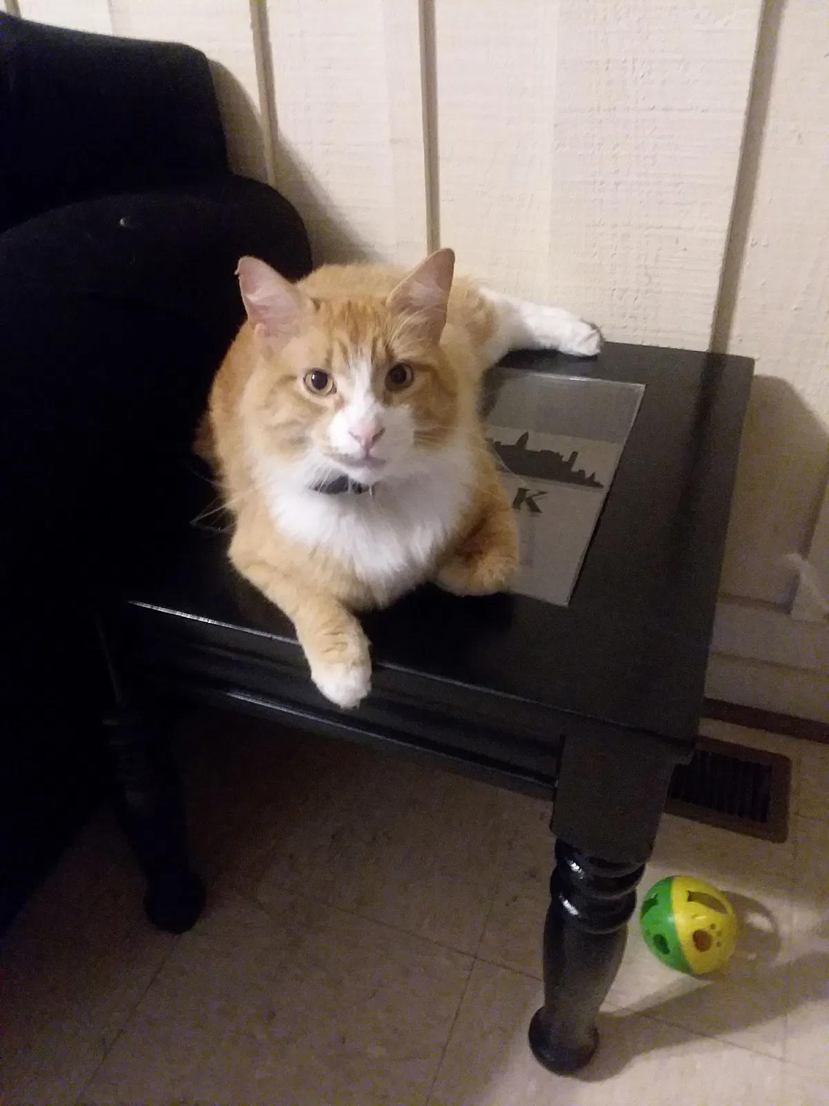 Lost cat in Rome, GA, 30165