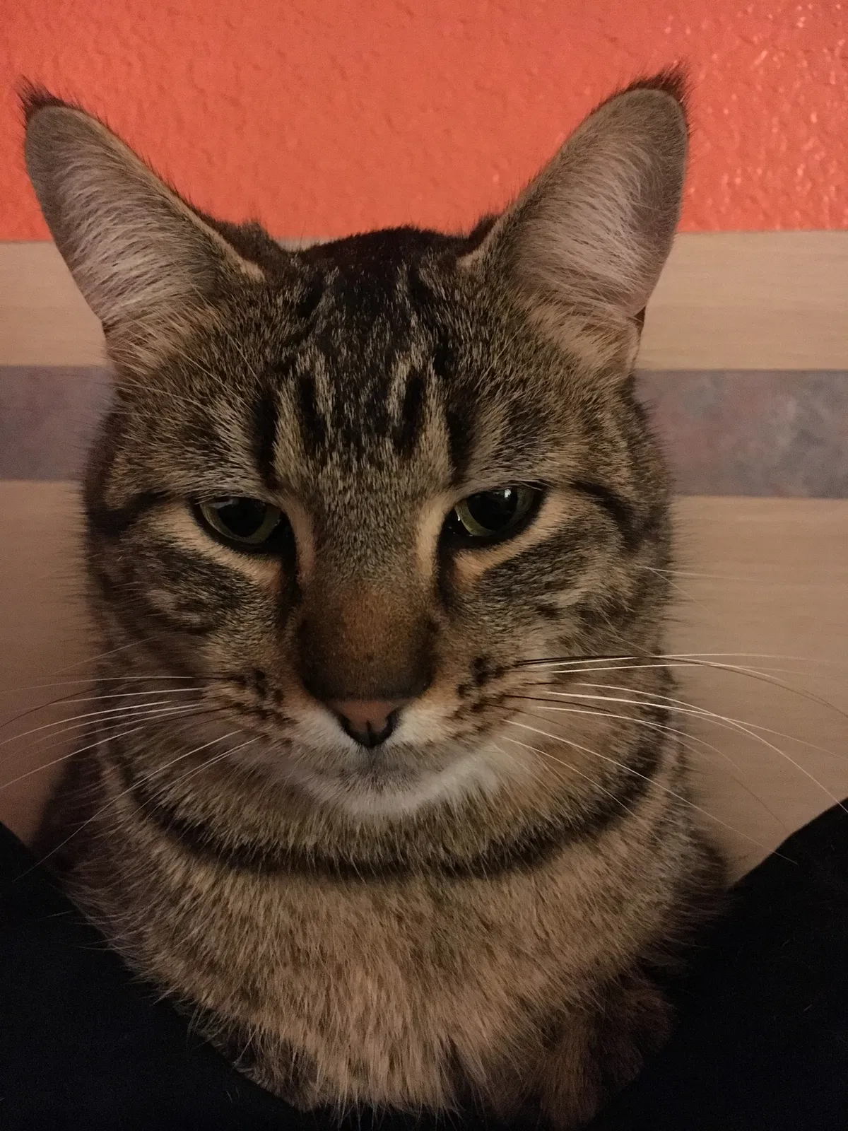 Lost cat in Bakersfield, CA, 93309