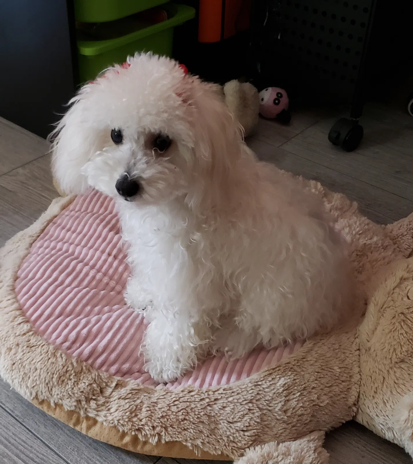 Lost dog in Bakersfield, CA, 93307