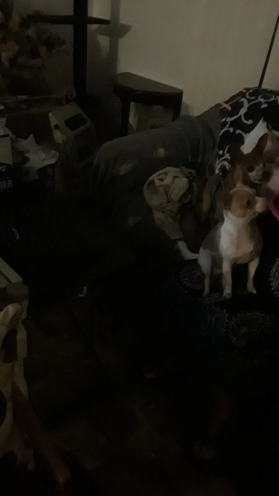 Lost dog in Converse, TX, 78109