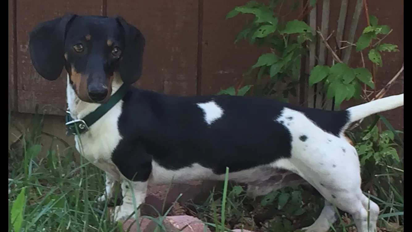 Lost dog in Glen Ullin, ND, 58631