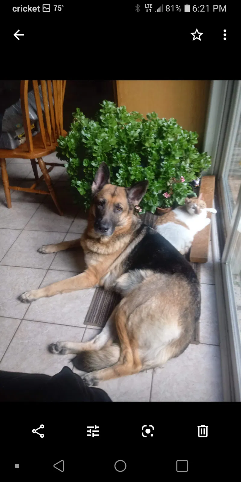Lost dog in Muskegon, MI, 49442