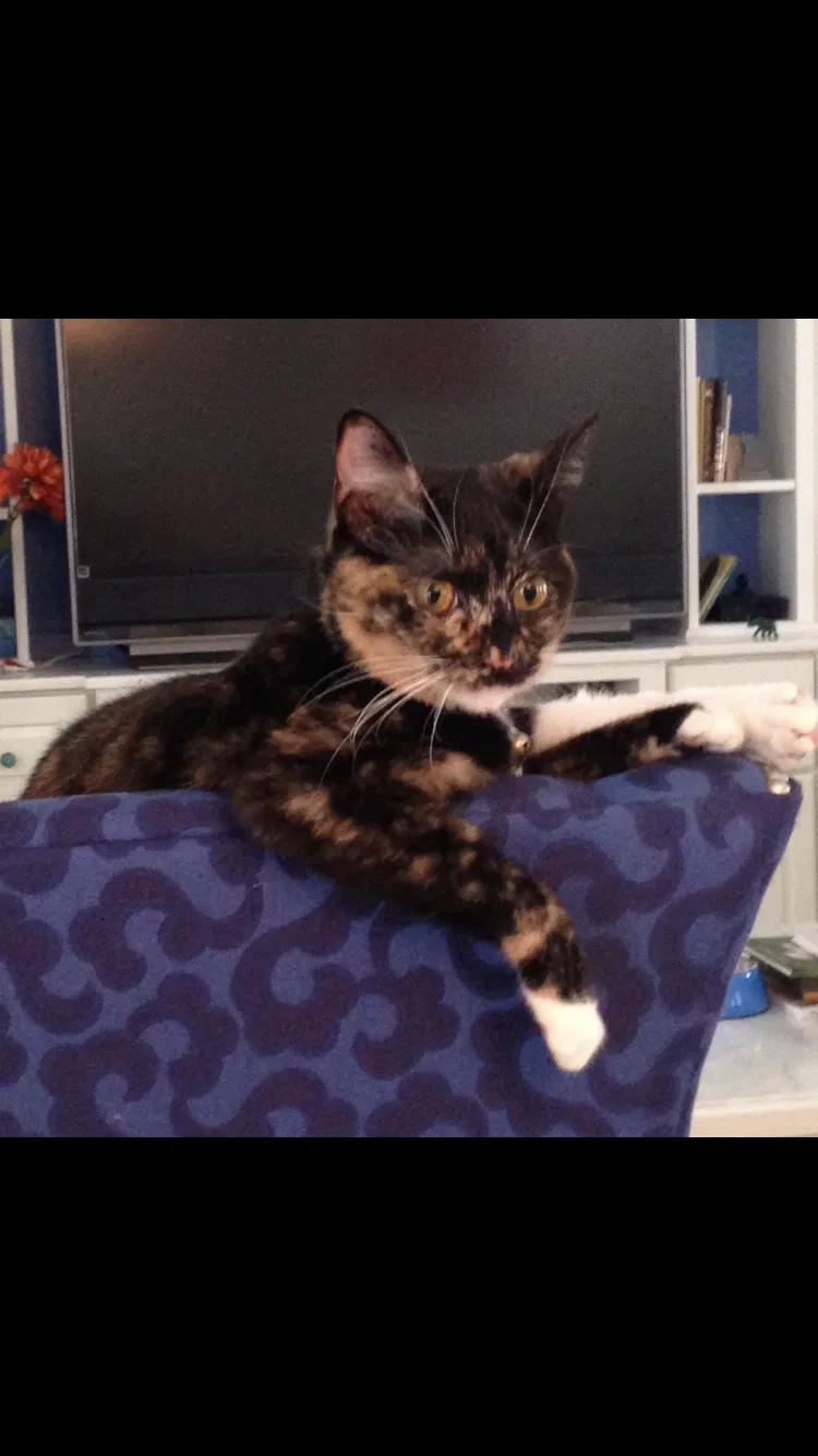 Lost cat in Roseville, CA, 95747