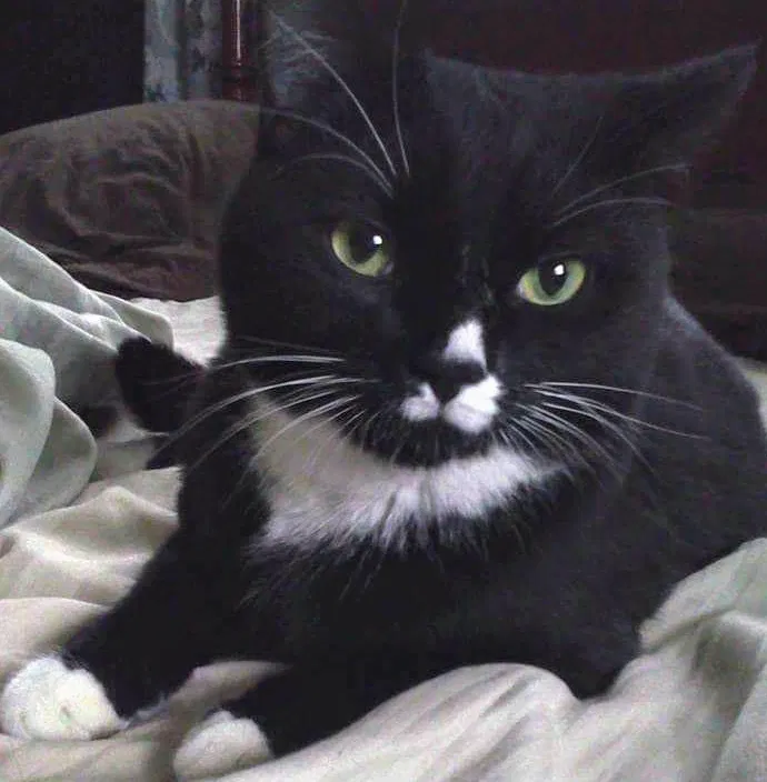 Lost cat in Hollidaysburg, PA, 16648