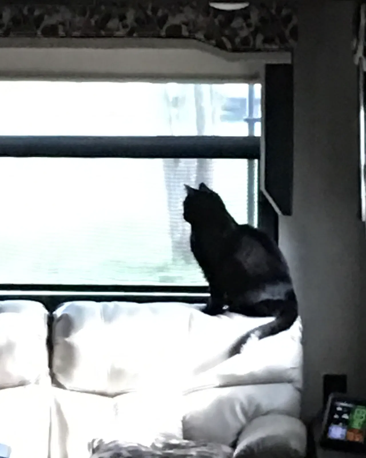Lost cat in Daphne, AL, 36526