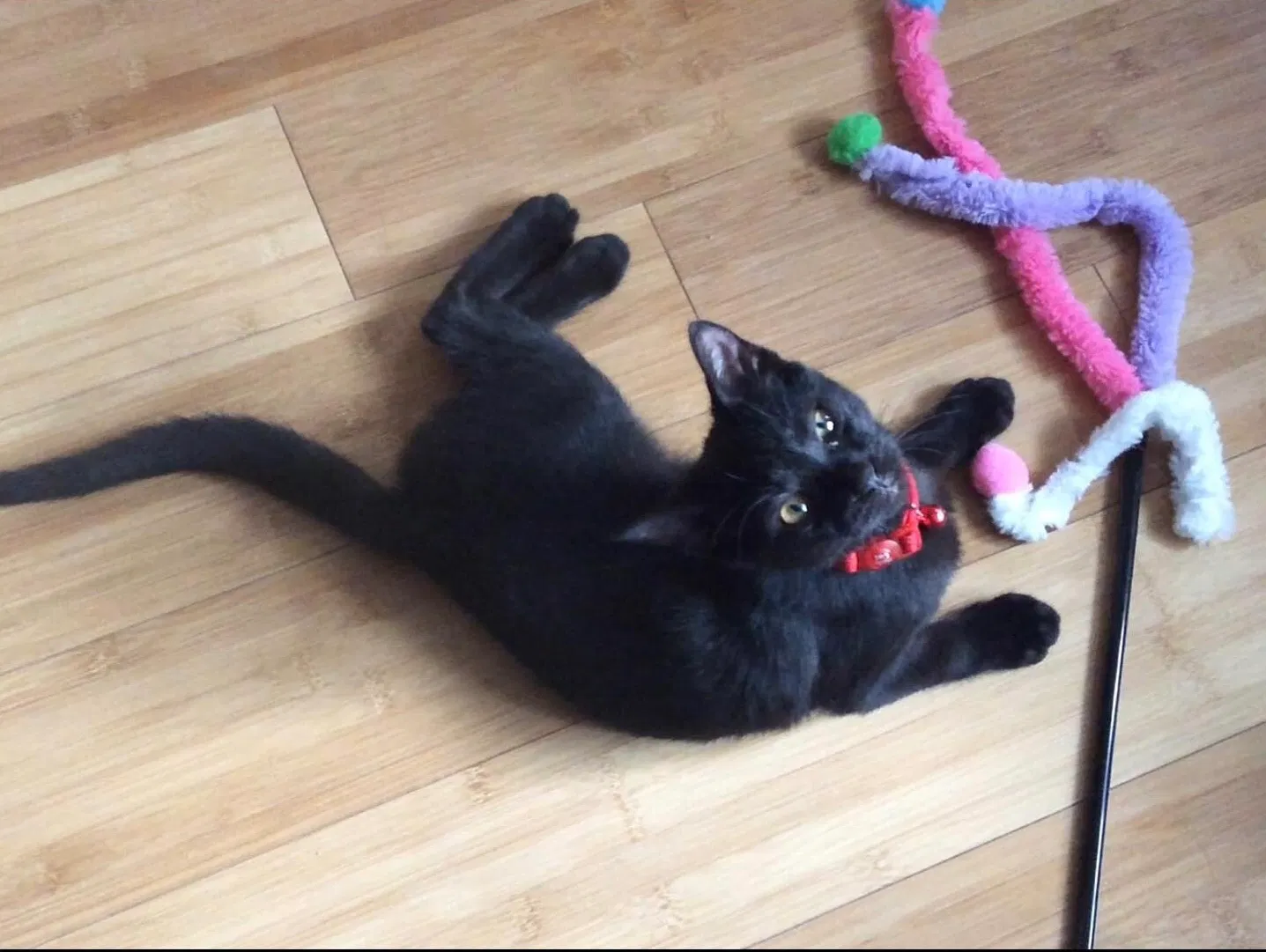 Lost cat in New Rochelle, NY, 10801
