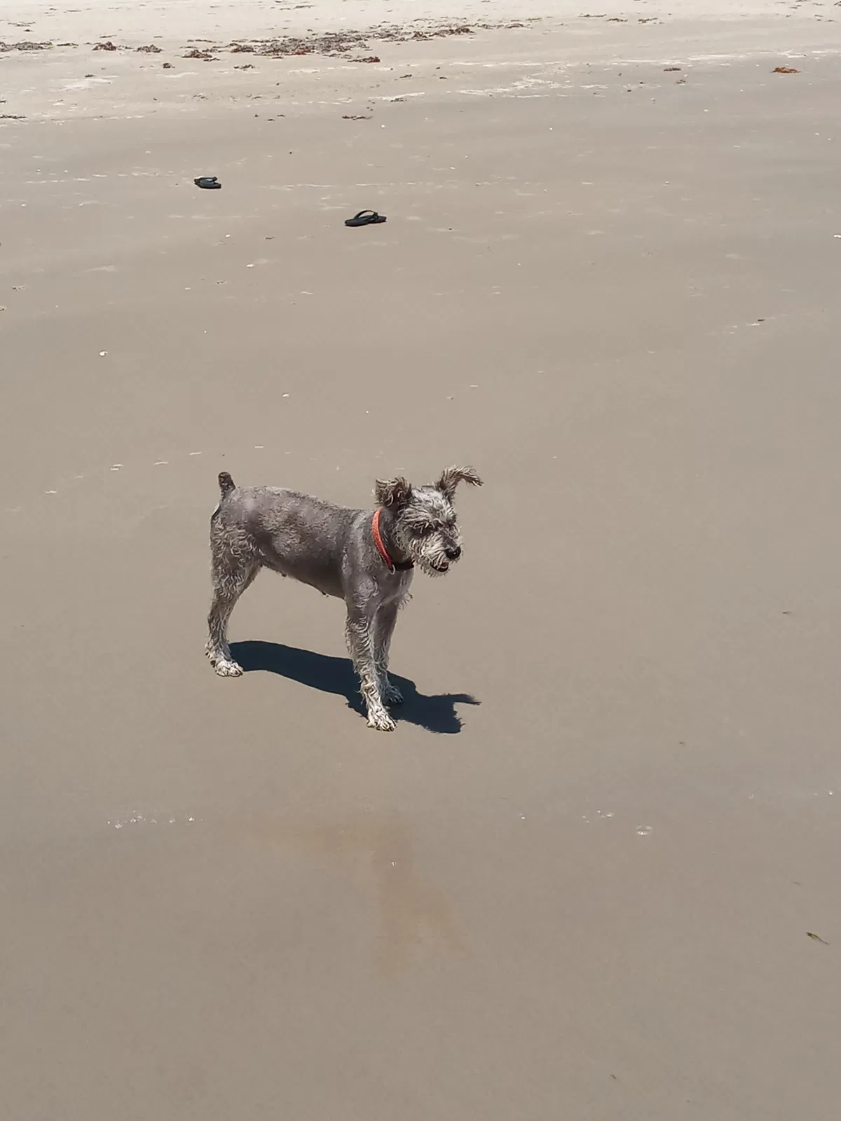 Lost dog in Edroy, TX, 78352