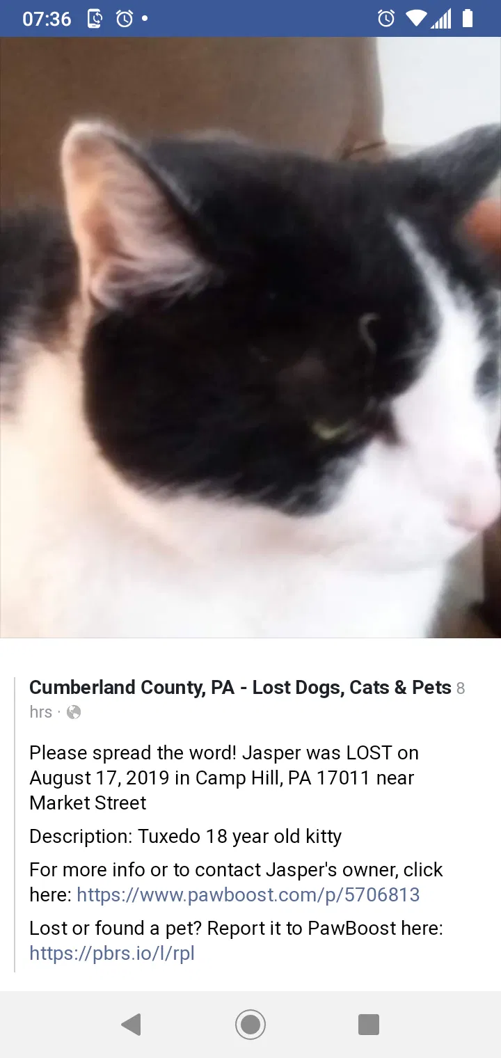 Lost cat in Camp Hill, PA, 17011